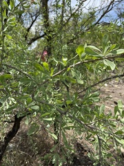 Gymnosporia glaucophylla