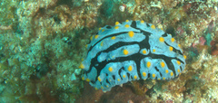 Phyllidia varicosa
