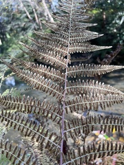 Athyrium filix-femina