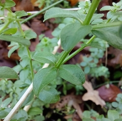 Galium rotundifolium