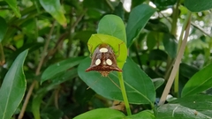 Paracritheus trimaculatus