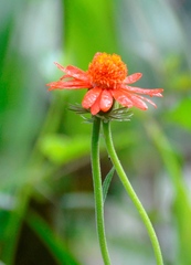 Pseudogynoxys chenopodioides