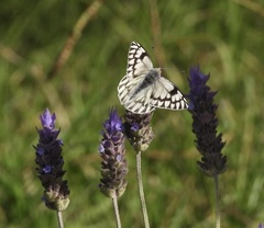 Tatochila