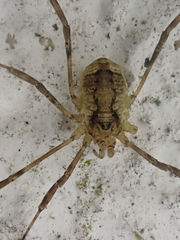 Oligolophus hanseni