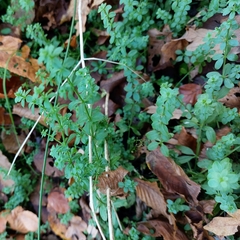 Galium rotundifolium