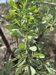Gymnosporia glaucophylla