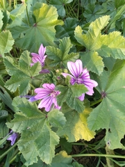 Malva