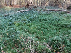 Galium rotundifolium