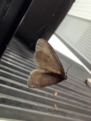 Operophtera fagata