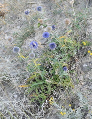 Echinops ritro ruthenicus
