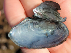 Utterbackia imbecillis