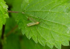 Limonia phragmitidis