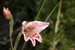 Gladiolus vigilans