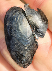 Utterbackia imbecillis