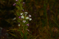 Triphysaria versicolor