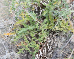 Echinops ritro ruthenicus
