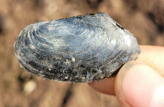 Utterbackia imbecillis