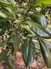 Magnolia grandiflora