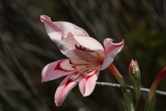 Gladiolus vigilans