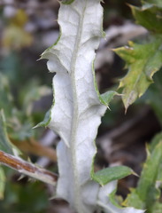 Echinops ritro ruthenicus