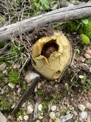 Scleroderma citrinum