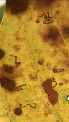 Ectoedemia platanella group