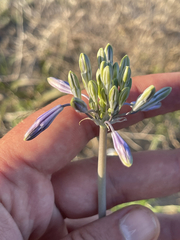 Triteleiopsis palmeri