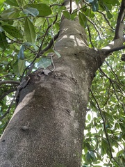 Magnolia grandiflora