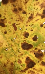 Ectoedemia platanella group