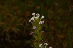 Triphysaria versicolor