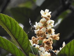 Syntomeida melanthus