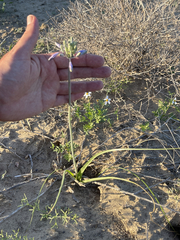 Triteleiopsis palmeri