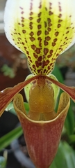 Paphiopedilum