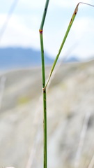 Elymus nodosus