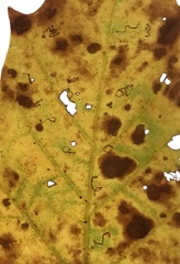 Ectoedemia platanella group