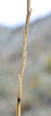 Elymus nodosus