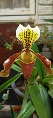 Paphiopedilum