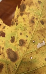 Ectoedemia platanella group