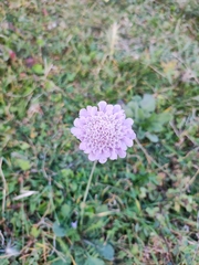 Sixalix atropurpurea