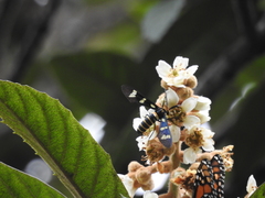 Syntomeida melanthus