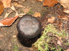 Daldinia concentrica
