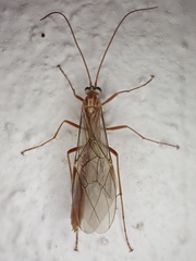 Ophion obscuratus