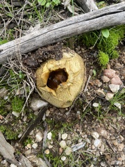 Scleroderma citrinum