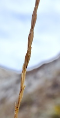Elymus nodosus