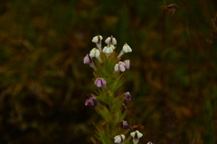 Triphysaria versicolor