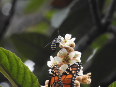 Syntomeida melanthus