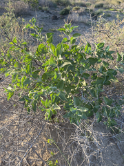 Encelia palmeri