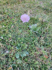 Sixalix atropurpurea