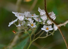 Solanum concinnum
