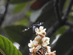 Syntomeida melanthus